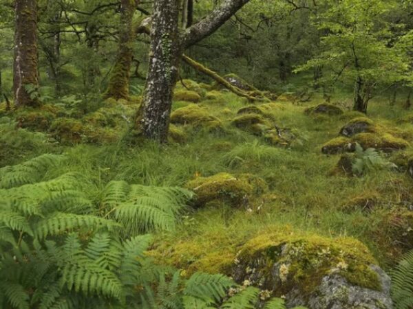 As florestas tropicais não são as únicas sob ameaça