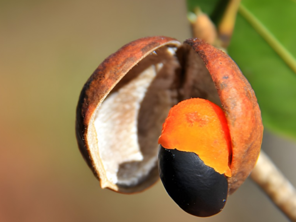 Óleo de copaíba pode ser alternativa aos antibióticos