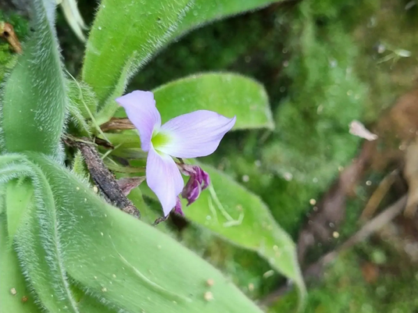 Uma descoberta cabeluda: a curiosa bromélia-peluda