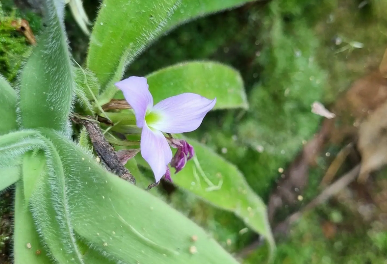 Uma descoberta cabeluda: a curiosa bromélia-peluda