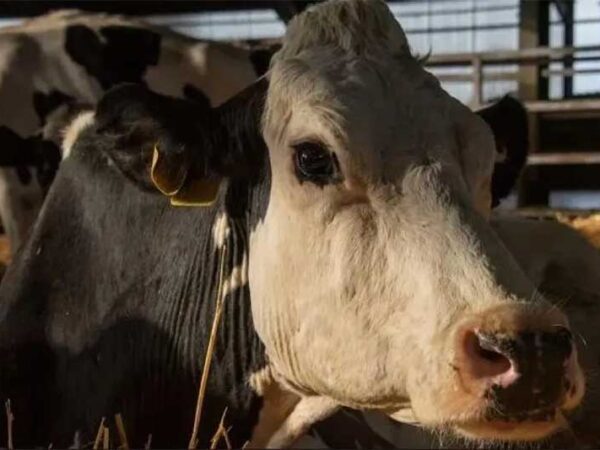 Europa no centro do transporte “cruel” de animais vivos