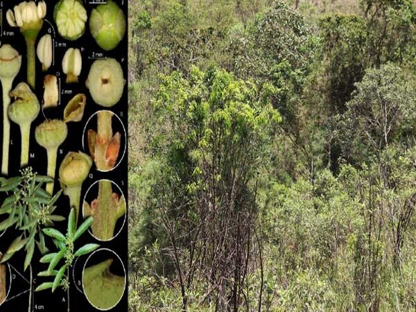 Nova árvore é descoberta em Ouro Preto e já está em risco de extinção​