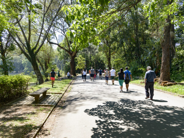 Árvores podem evitar mortes por calor nas cidades, reforça estudo