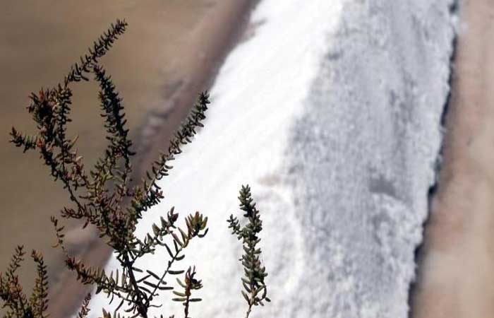 Salina no Algarve (Portugal) será maternidade de ervas marinhas para combater gases nocivos