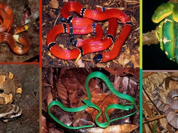 Serpentes da Amazônia: guia ilustrado encanta de alunos em alfabetização até pesquisadores