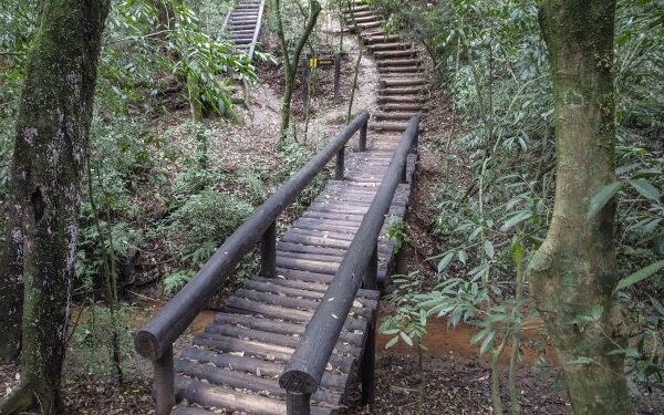 Arborização: Bosque em Curitiba consegue reduzir a temperatura em até 4ºC