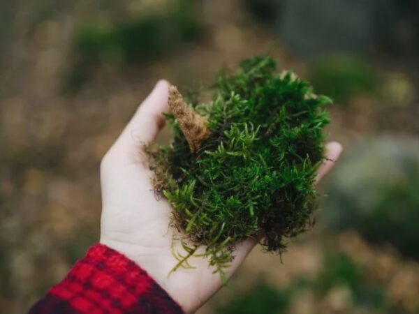 Como as plantas e os microrganismos podem limpar a bagunça que fazemos