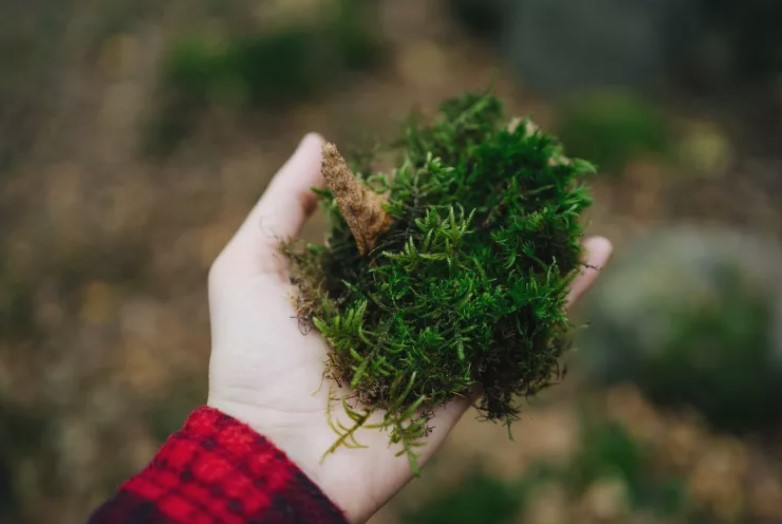 Como as plantas e os microrganismos podem limpar a bagunça que fazemos