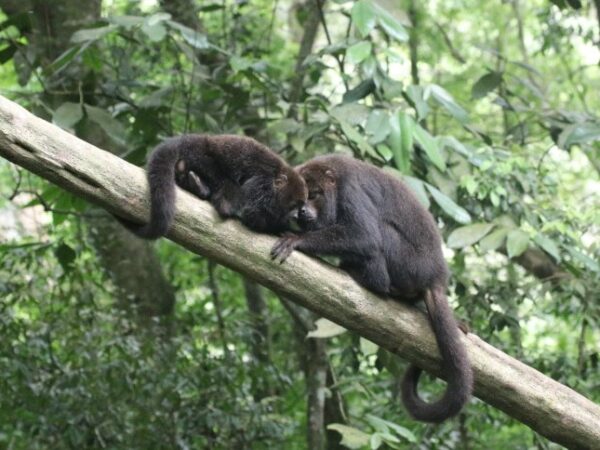 Grupo de macacos-bugios é reintroduzido no Parque Nacional da Tijuca