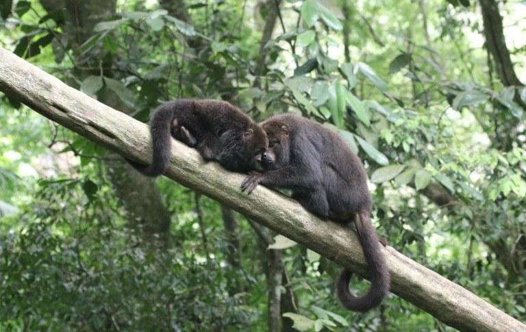 Grupo de macacos-bugios é reintroduzido no Parque Nacional da Tijuca