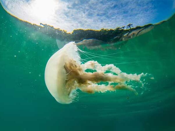 Todos os anos, águas vivas causam milhares de acidentes nas praias do Brasil – e o número está aumentando