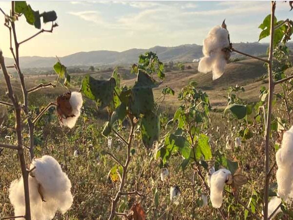 A volta por cima do algodão agroecológico no agreste da Paraíba