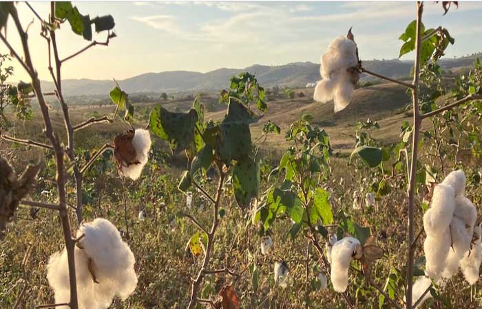 A volta por cima do algodão agroecológico no agreste da Paraíba