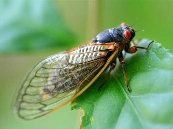 Cigarras “chamam” a chuva? Biólogos explicam a ciência por trás das crenças populares