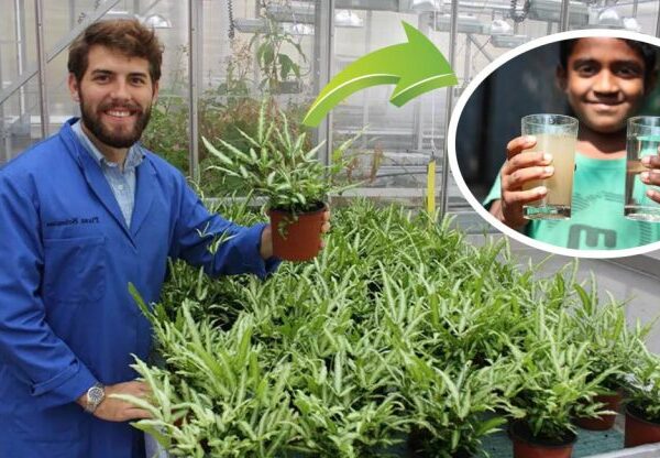 Jovem cria um filtro vegetal que purifica naturalmente a água do arsênico