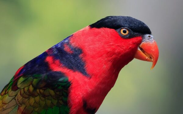 Por que as aves dos trópicos são mais coloridas? A ciência explica