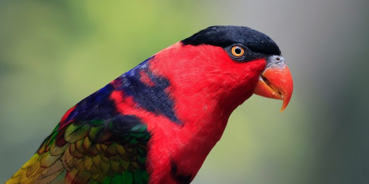 Por que as aves dos trópicos são mais coloridas? A ciência explica