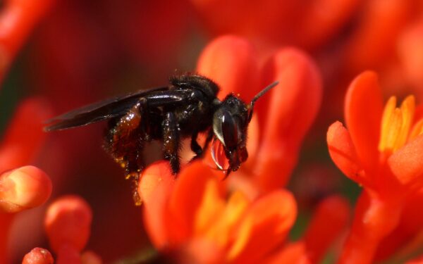 curso gratuito Embrapa? Meliponicultura: criação de abelhas sem ferrão