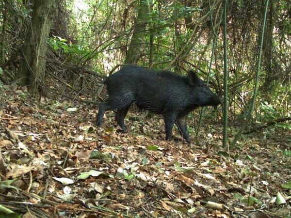 No Cerrado, diversificação de lavouras tem efeito benéfico sobre a fauna e reduz presença de javali