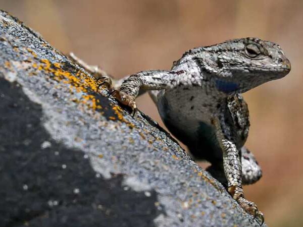 Animais vêm evoluindo com as mudanças climáticas; mas não rápido o bastante