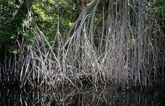 Sul e Sudeste lideram perda de manguezais no Brasil