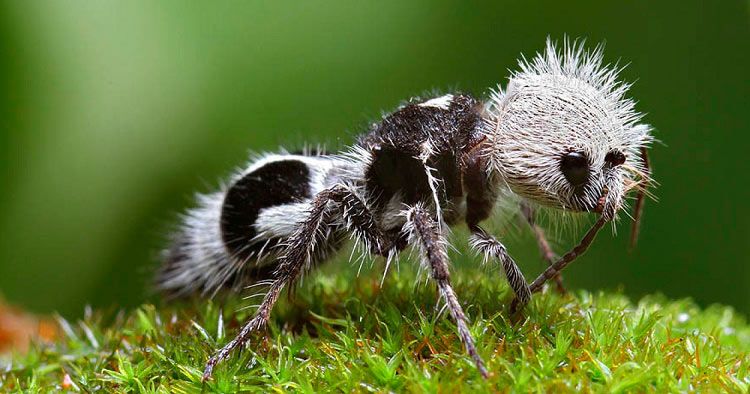 Formiga-panda: nem panda, nem formiga… é uma vespa!