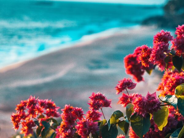 Plantas do Pacífico Sul começaram a perder a sua diversidade quando os humanos chegaram às ilhas