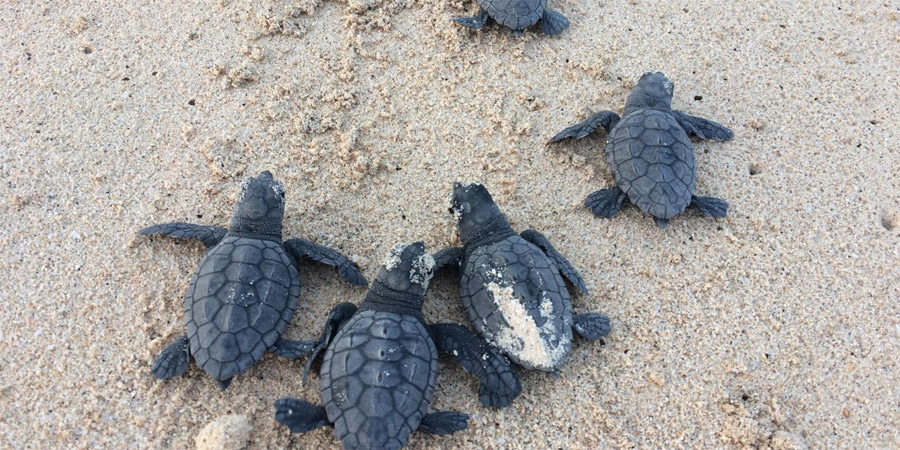 Dezenas de tartarugas atordoadas pelo frio morrem na Carolina do Norte