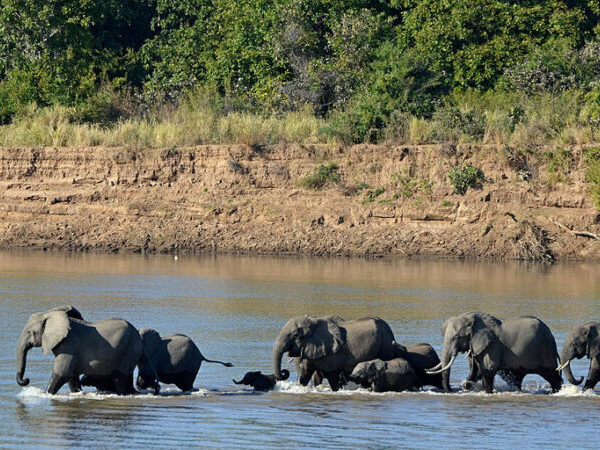 Alterações climáticas ameaçam sobrevivência de elefantes em África. Os mais velhos são os mais vulneráveis