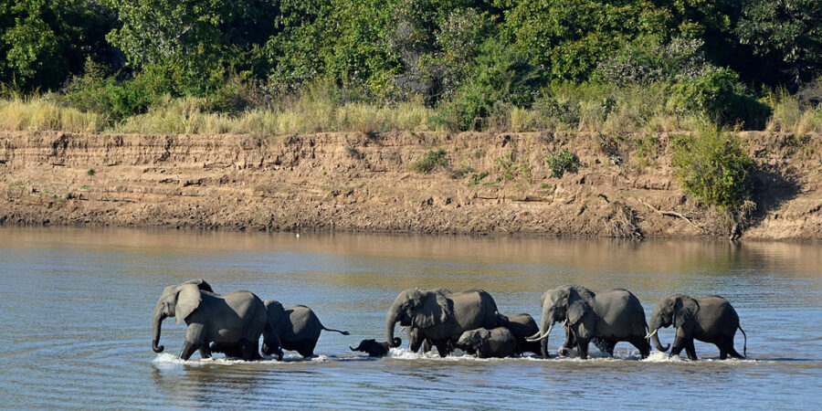 Alterações climáticas ameaçam sobrevivência de elefantes em África. Os mais velhos são os mais vulneráveis