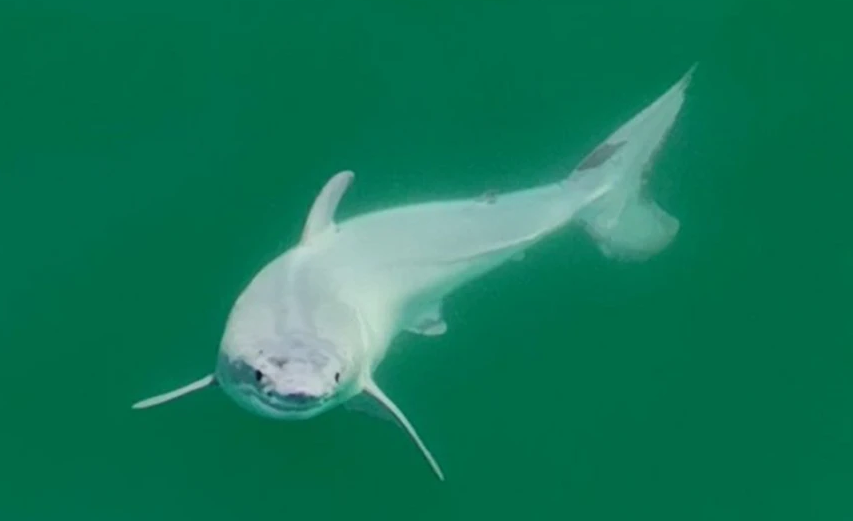 Tubarão-branco recém-nascido foi avistado pela primeira vez na Natureza