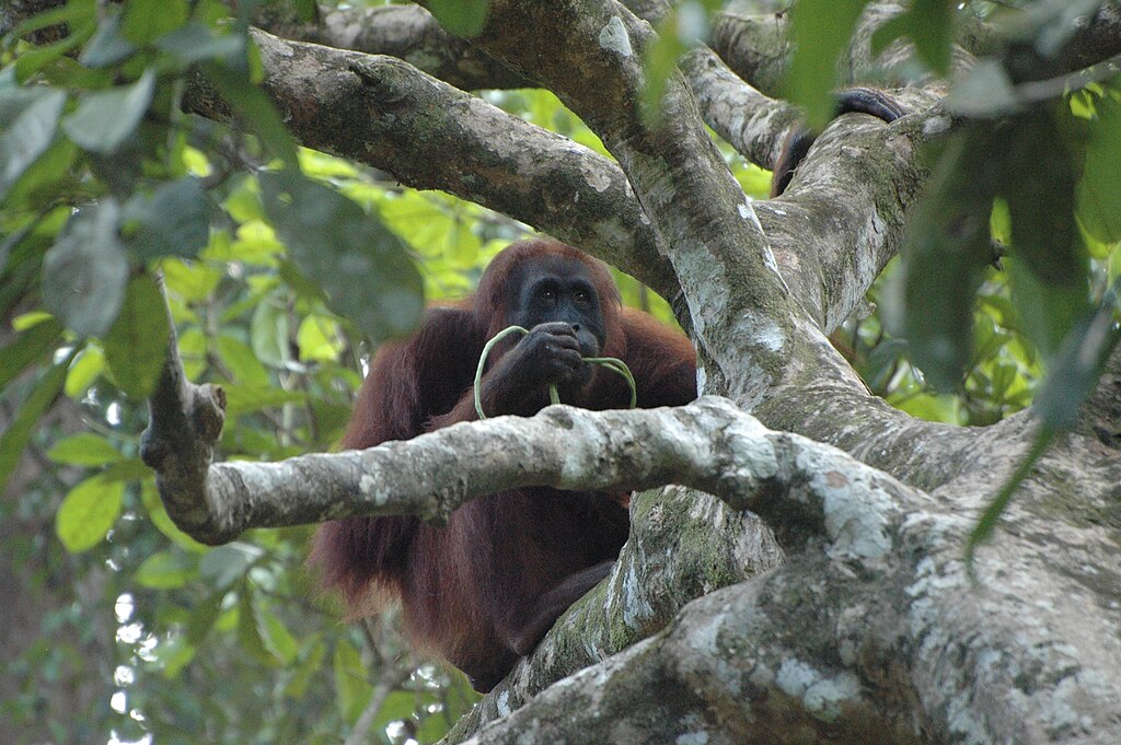 Quanto mais comida houver, mais os orangotangos podem aprender uns com os outros