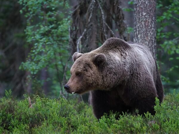 Estudo aponta que regresso do urso-pardo a Portugal seria visto de forma geralmente positiva