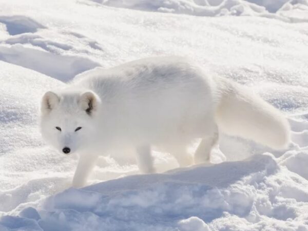 15 animais camuflados incríveis