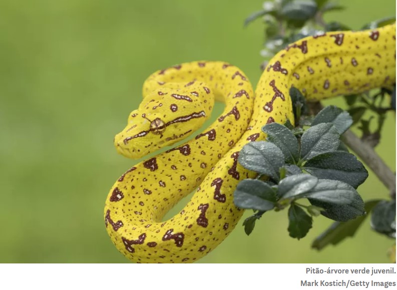 9 lindas espécies de cobras ao redor do mundo