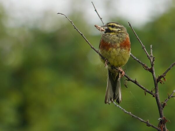 Aves canoras podem aprender canções da sua espécie, mesmo tendo sido criadas por humanos