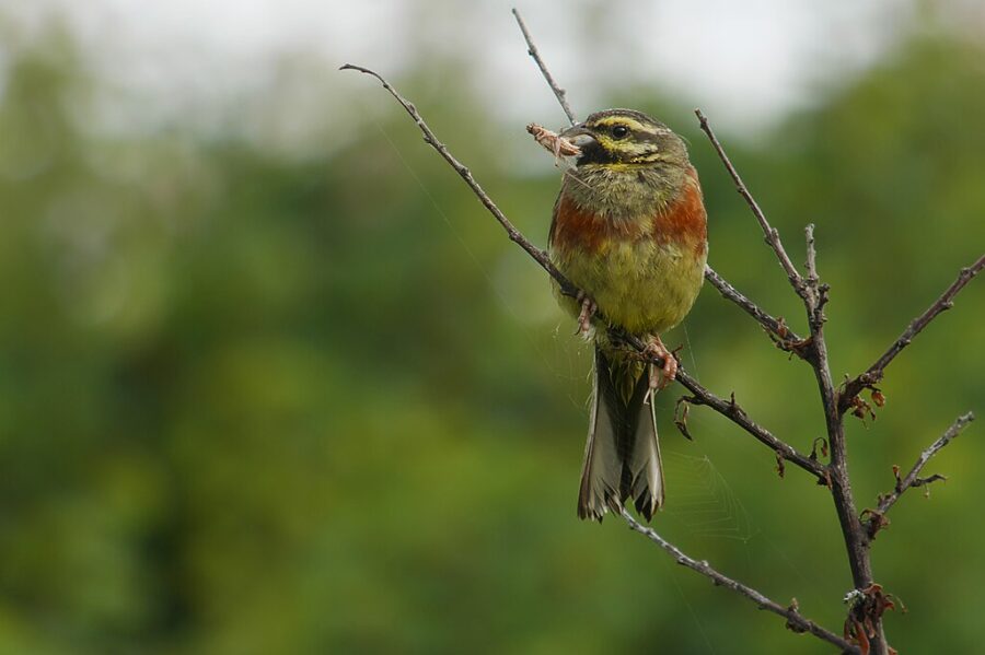 Aves canoras podem aprender canções da sua espécie, mesmo tendo sido criadas por humanos