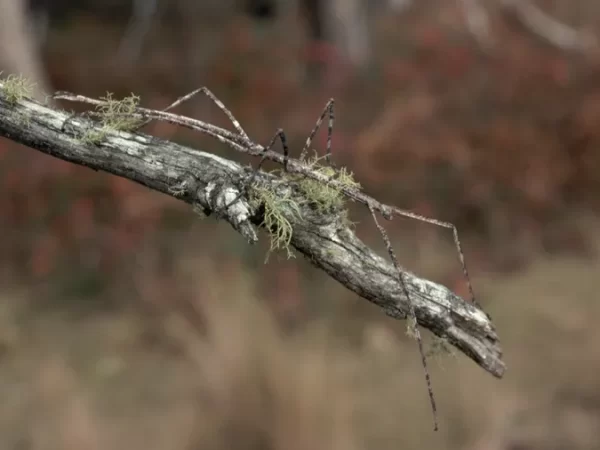 11 exemplos surpreendentes de camuflagem de insetos