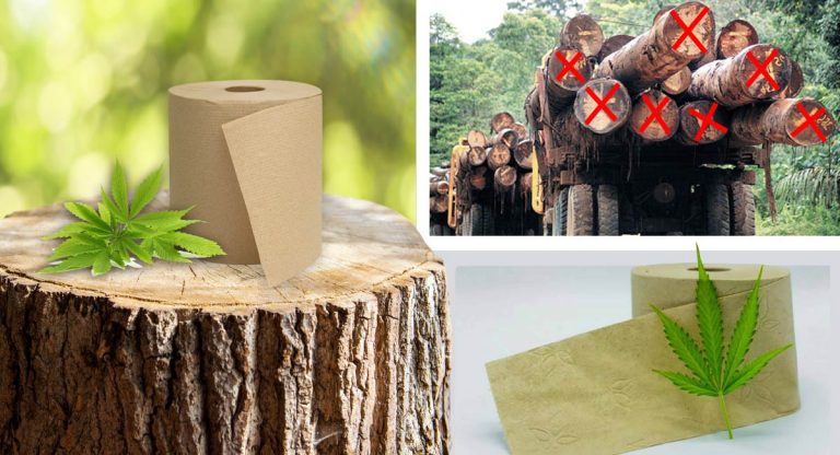 O uso de papel higiênico à base de cânhamo ajudaria a prevenir a derrubada de milhões de árvores