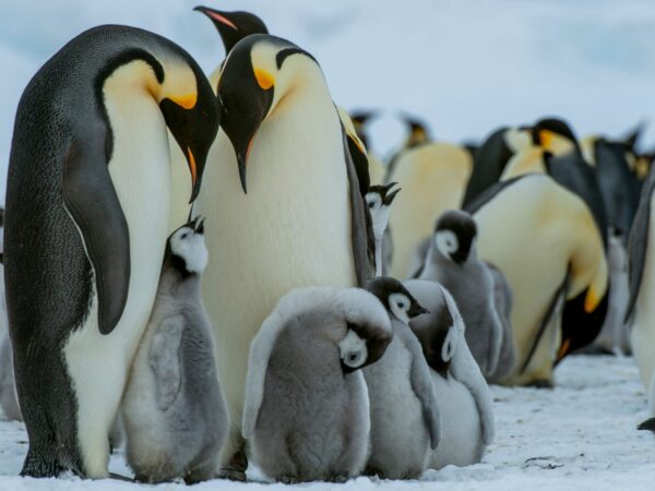 Quatro novas colônias de pinguins-imperadores descobertas na Antártida