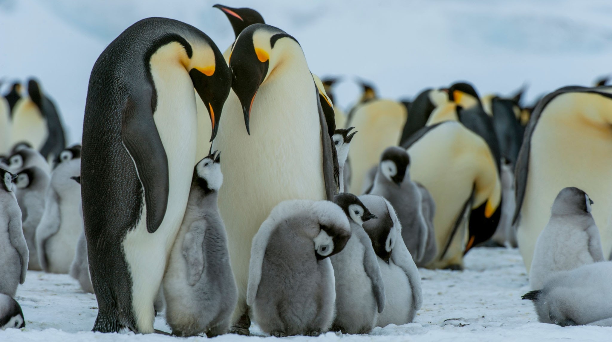 Quatro novas colônias de pinguins-imperadores descobertas na Antártida