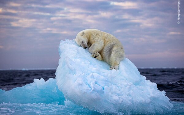 Urso-polar dormindo em “cama de gelo” vence prêmio do público do Wildlife Photographer of the Year
