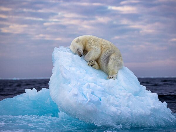 Urso-polar dormindo em “cama de gelo” vence prêmio do público do Wildlife Photographer of the Year