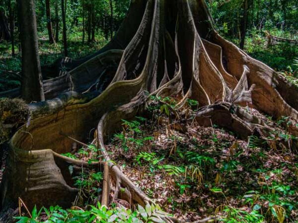 Como fértil terra preta da Amazônia está revelando segredos da floresta