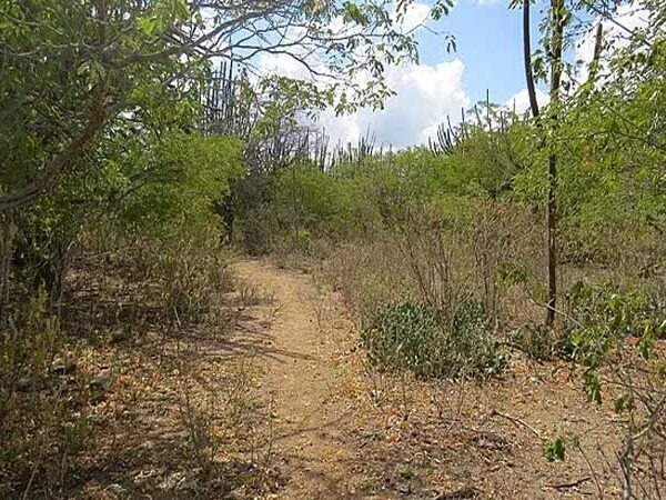 Ação humana transformou 89% da Caatinga, segundo biólogos das universidades federais da Paraíba (UFPB) e de Pernambuco (UFPE)