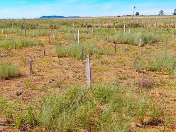 Estudo aponta caminho para aumentar o sucesso das iniciativas de restauração do Cerrado