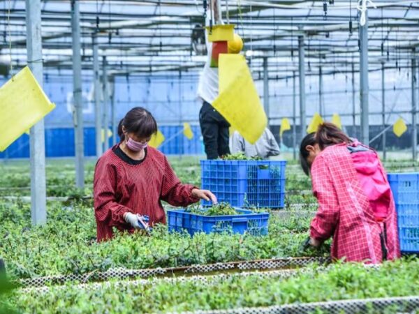 A lucrativa indústria de orquídeas da China é um teste para o compromisso do país com a conservação