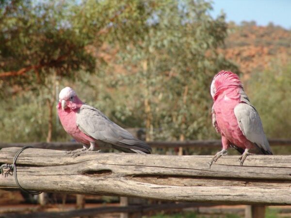 A vida não é cor de rosa, mas estes animais são