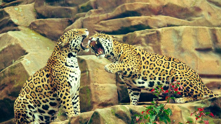 Qual é a diferença entre onça e leopardo?