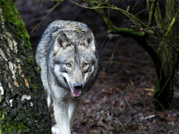 Tribunal holandês decreta uso de armas de paintball para afugentar lobos em parque nacional